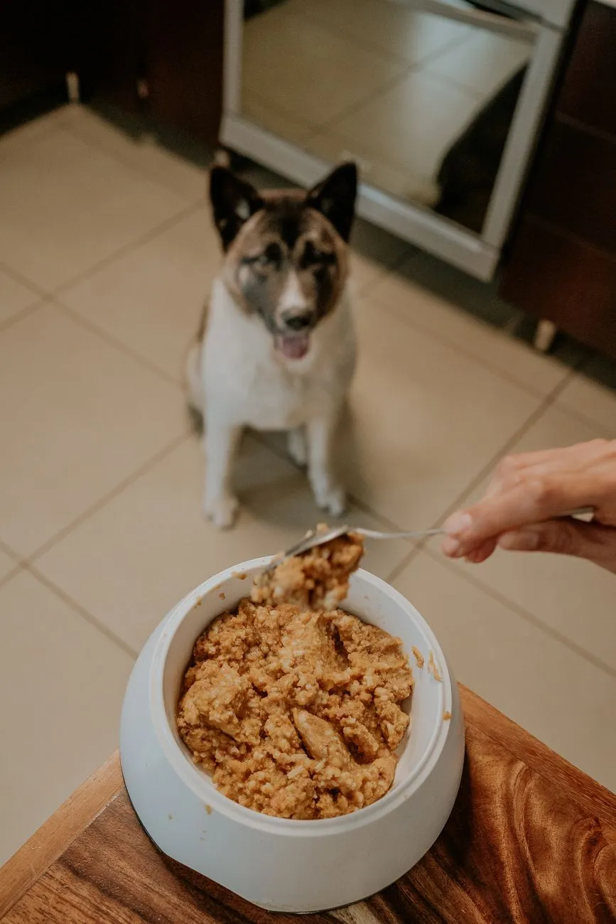 Dog turning away from a food bowl on the floor