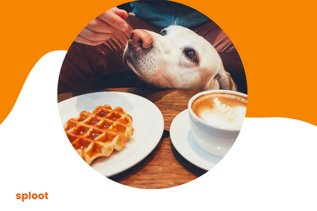8 Best Dog Friendly Cafes in Gurgaon