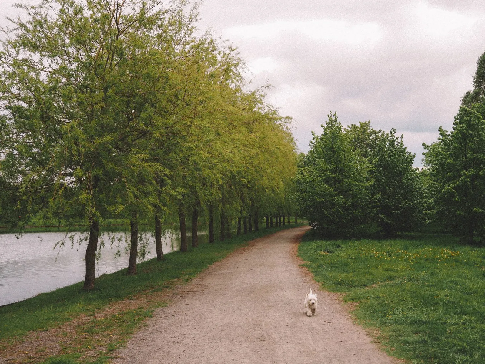 Tree-lined park path for a calm dog walk