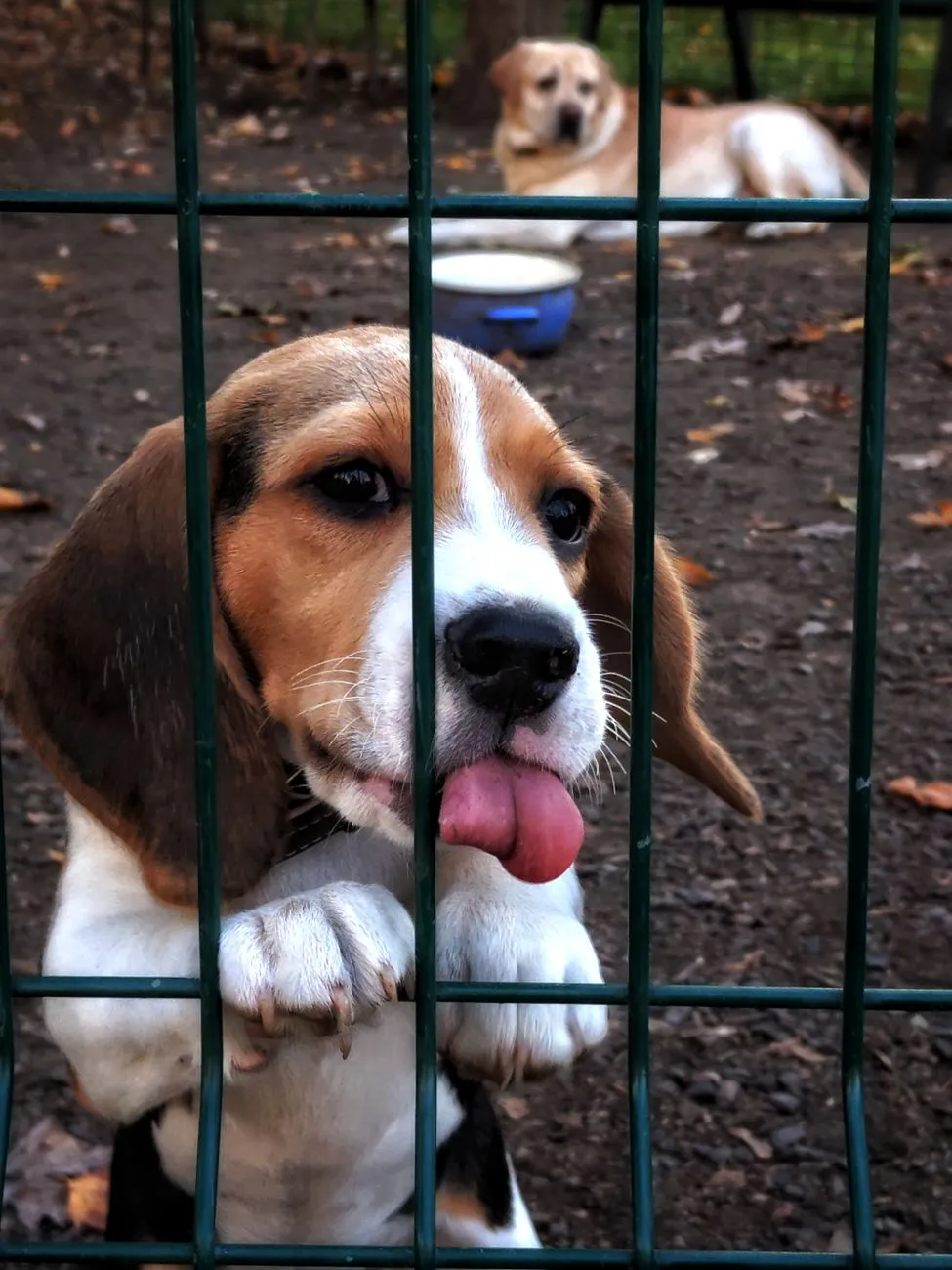 Puppy peeking through a fence during playtime