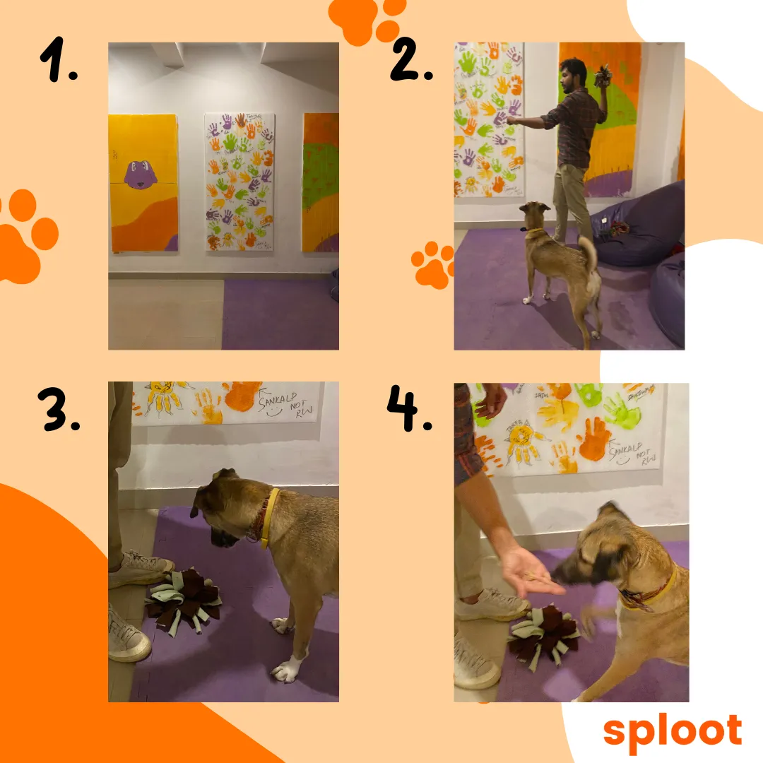 Four-photo sequence of a trainer teaching a dog to drop a toy for a treat