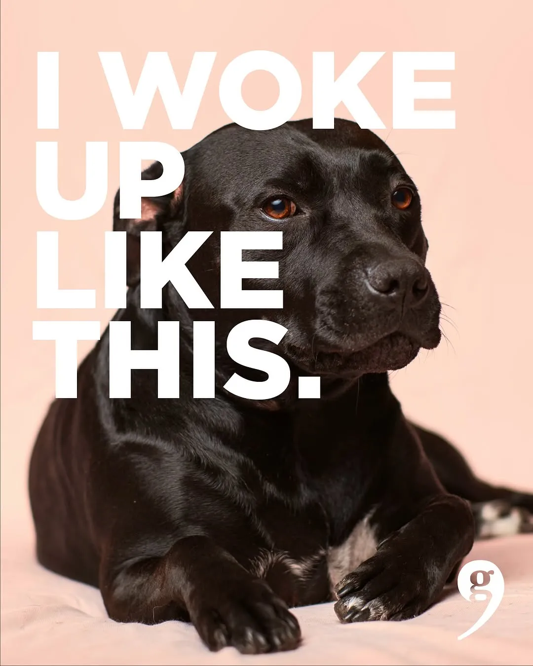 Black dog lying down beneath a graphic reading 'I woke up like this'