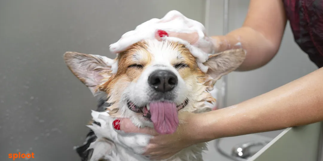 Corgi getting shampooed, eyes closed while a person lathers its head
