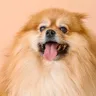 Dog Grooming 101: Getting Your Pup Used to Being Groomed