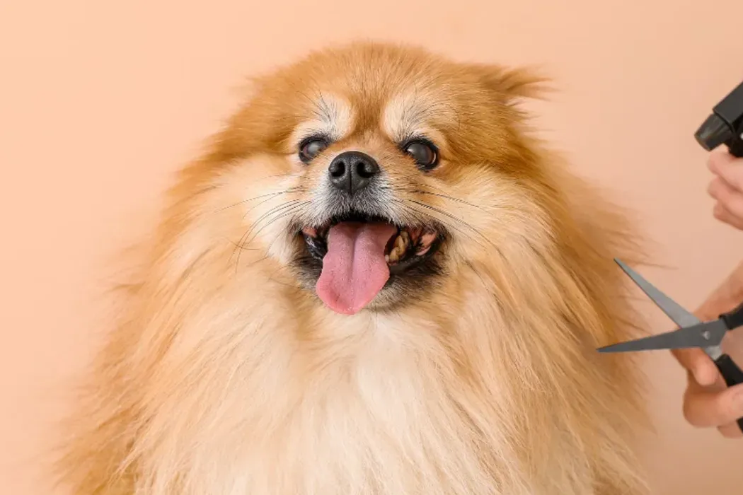 Dog Grooming 101: Getting Your Pup Used to Being Groomed