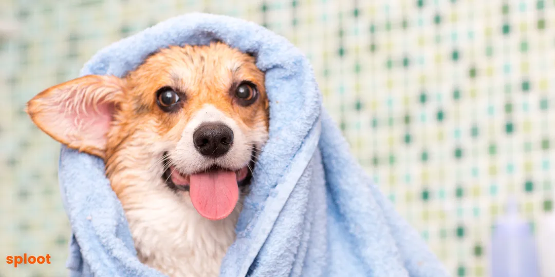 Corgi wrapped in a blue towel after a bath, tongue out and smiling