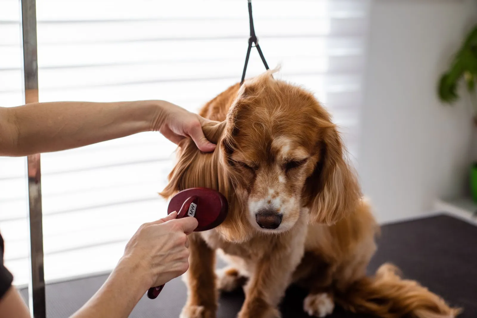 Loose dog fur collected on a brush during shedding season