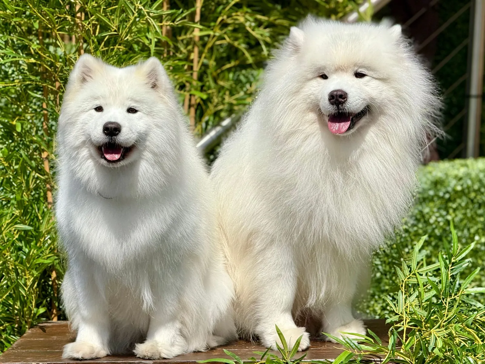 Owner line-brushing a long-coated dog section by section