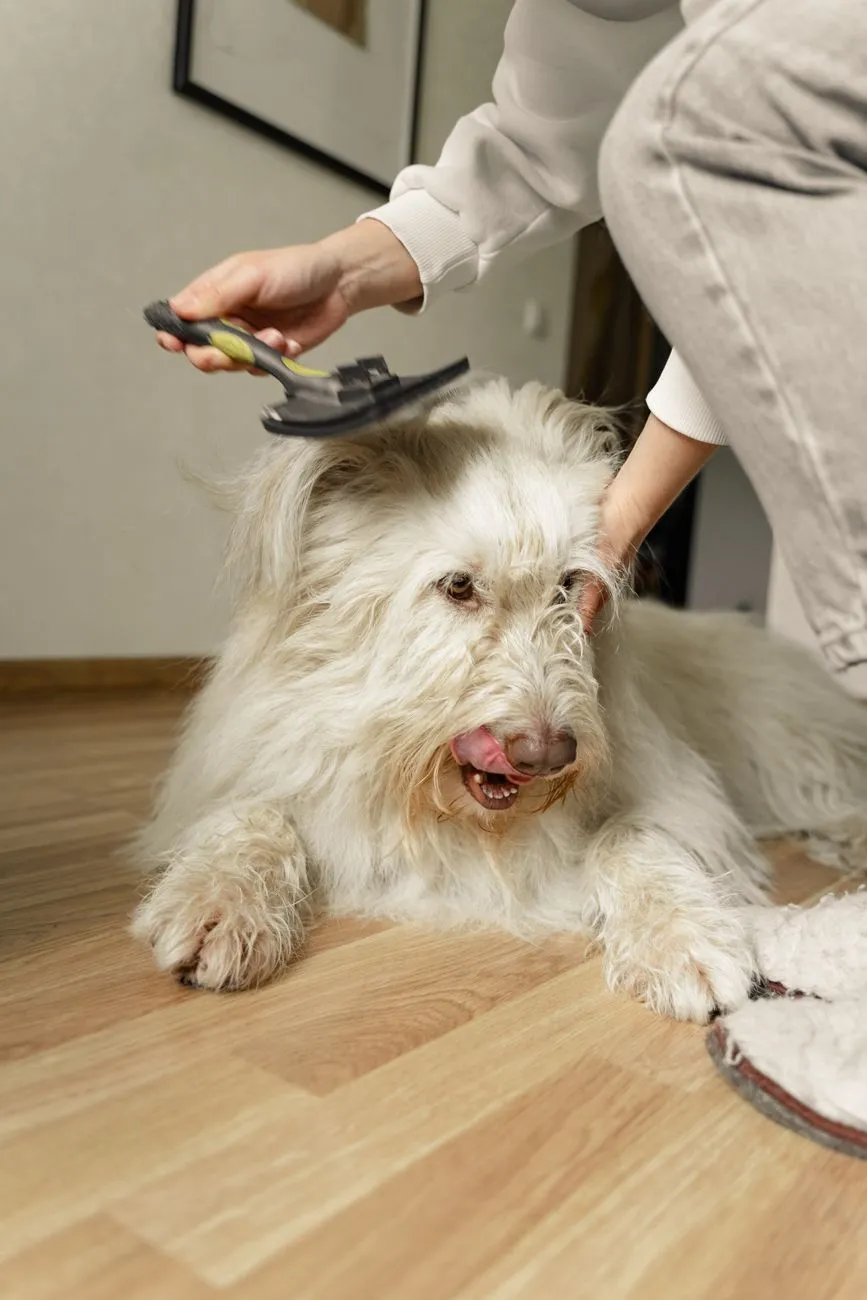Person using a rubber curry brush on a short-coated beagle