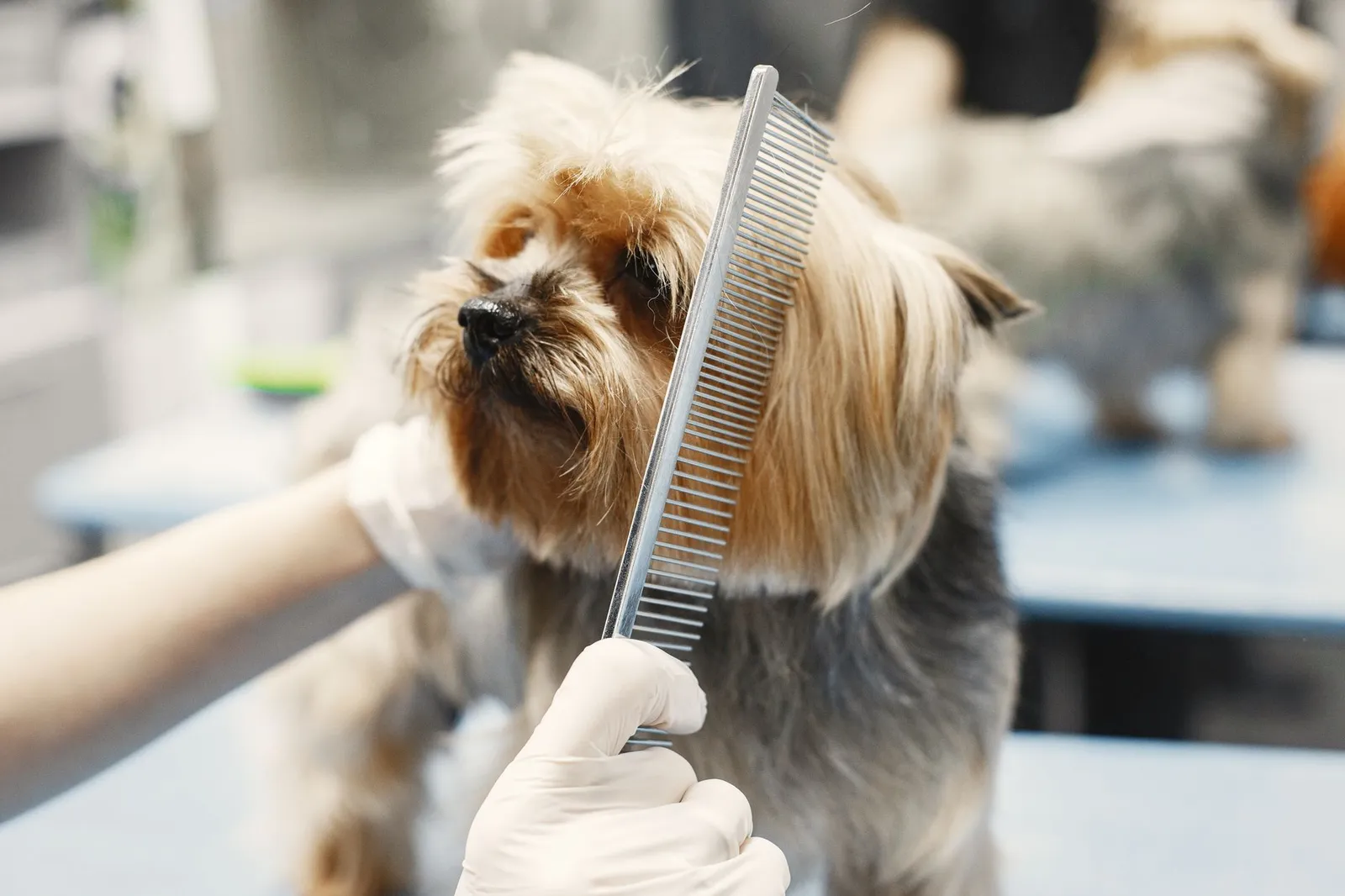 Metal grooming comb running through a dog coat after brushing