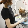 Dog Grooming Kit: What to Buy (and Skip) for Home Care