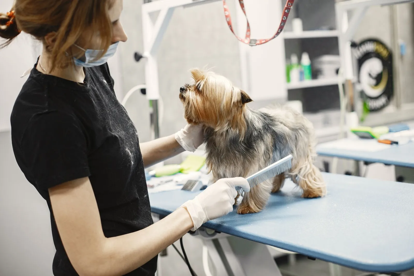 Dog Grooming Kit: What to Buy (and Skip) for Home Care