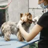 Dog Grooming Scissors: Rounded Tips and Safe Home Trims