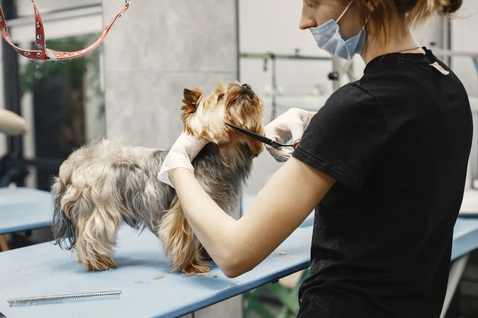 Dog Grooming Scissors: Rounded Tips and Safe Home Trims