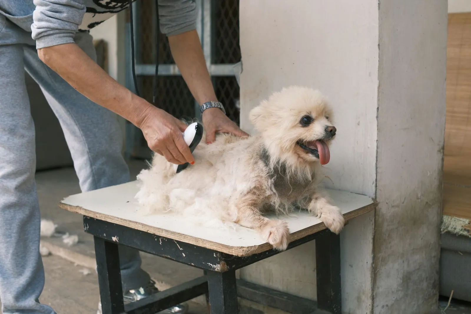 Groomer carefully trimming fur around a small dog face