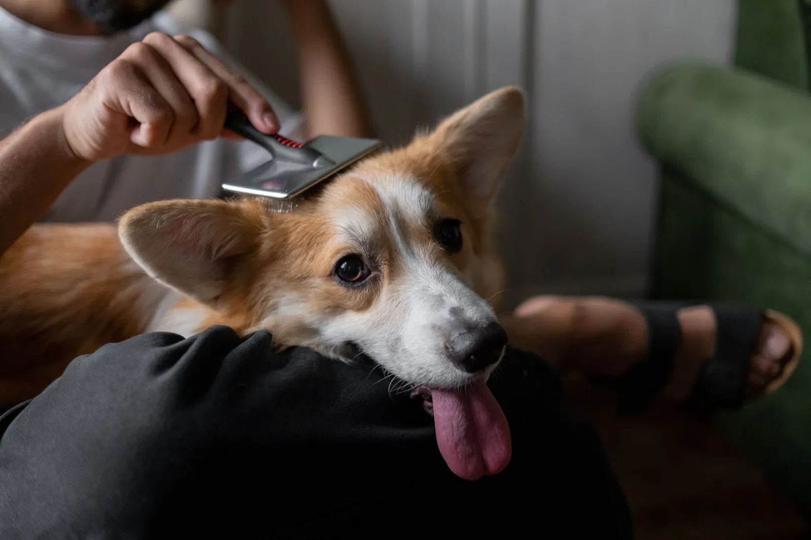 Dog parent brushing a fluffy coat before any trim