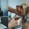 Dog Grooming Styles Guide: Your Complete Handbook