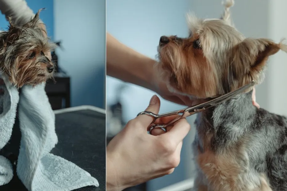 Dog Grooming Styles Guide: Your Complete Handbook