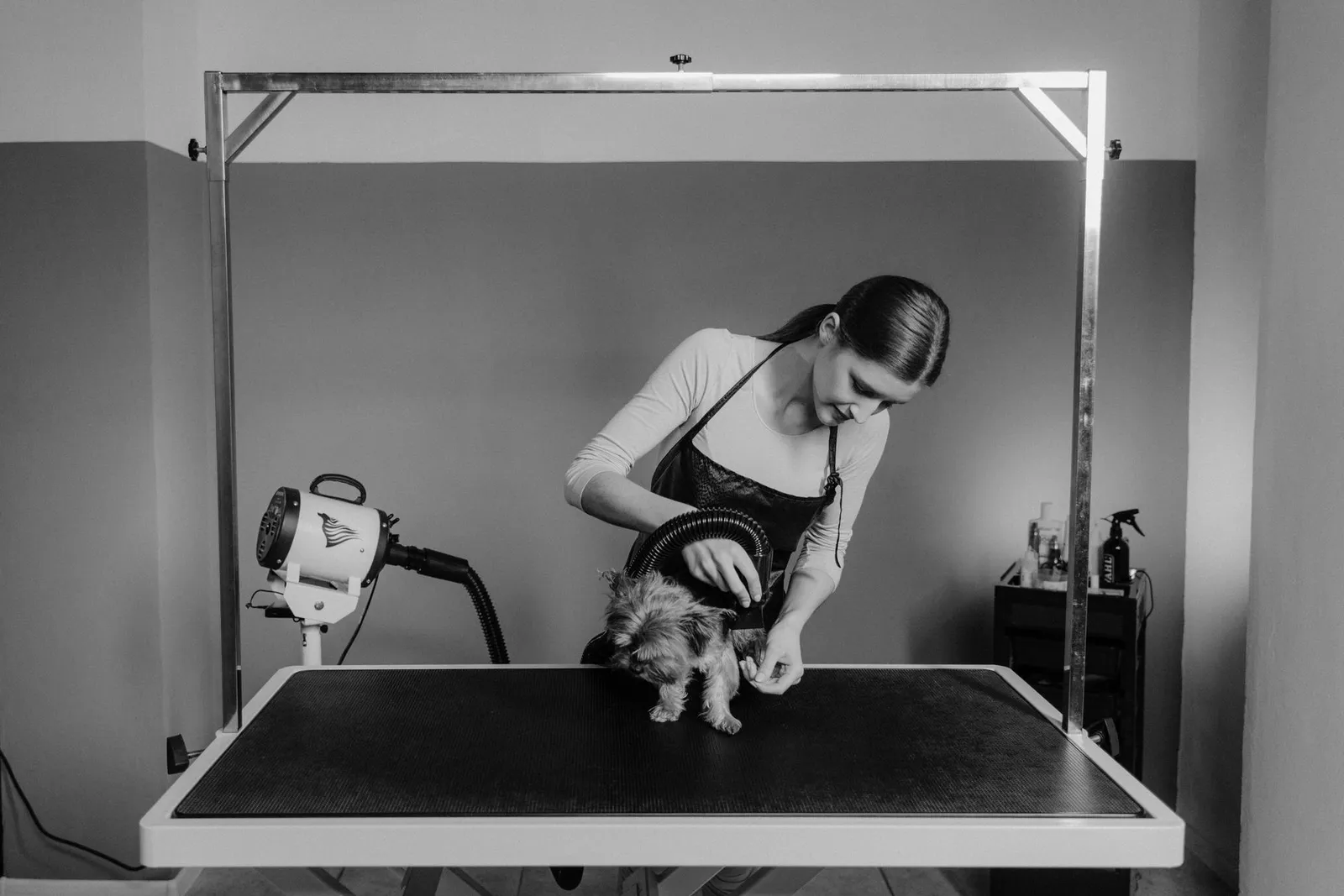 Dog Grooming Table Guide: Size, Height and Safety at Home