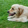 Dog Grooming Tips: At-Home Routine for Indian Dog Parents