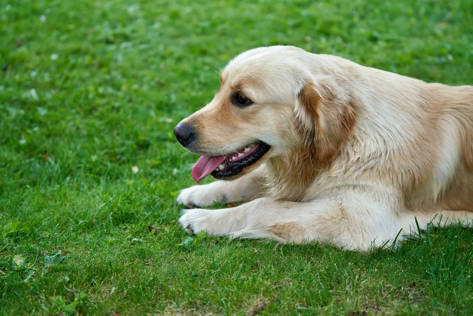 Dog Grooming Tips: At-Home Routine for Indian Dog Parents