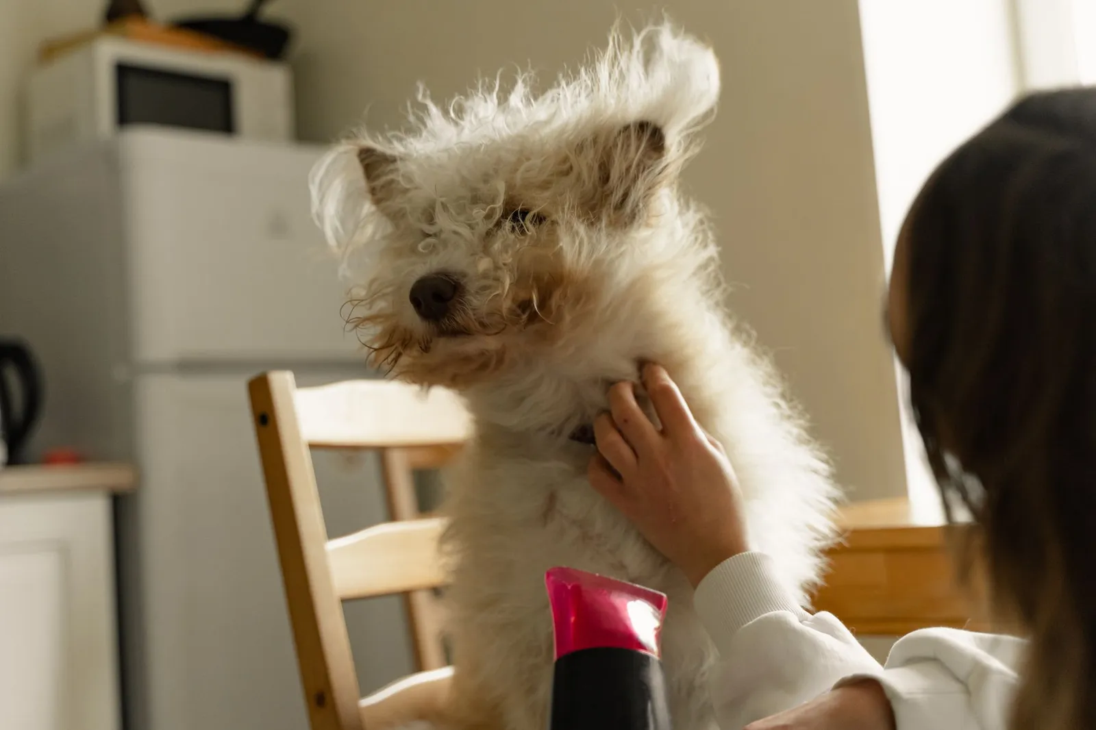 Owner drying a small dog with a towel at home