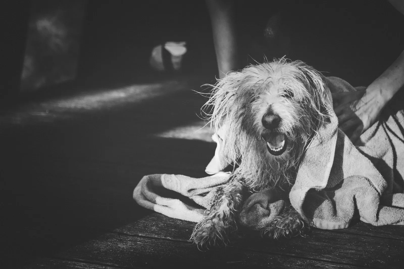 Dog being towel-dried after a walk in wet weather