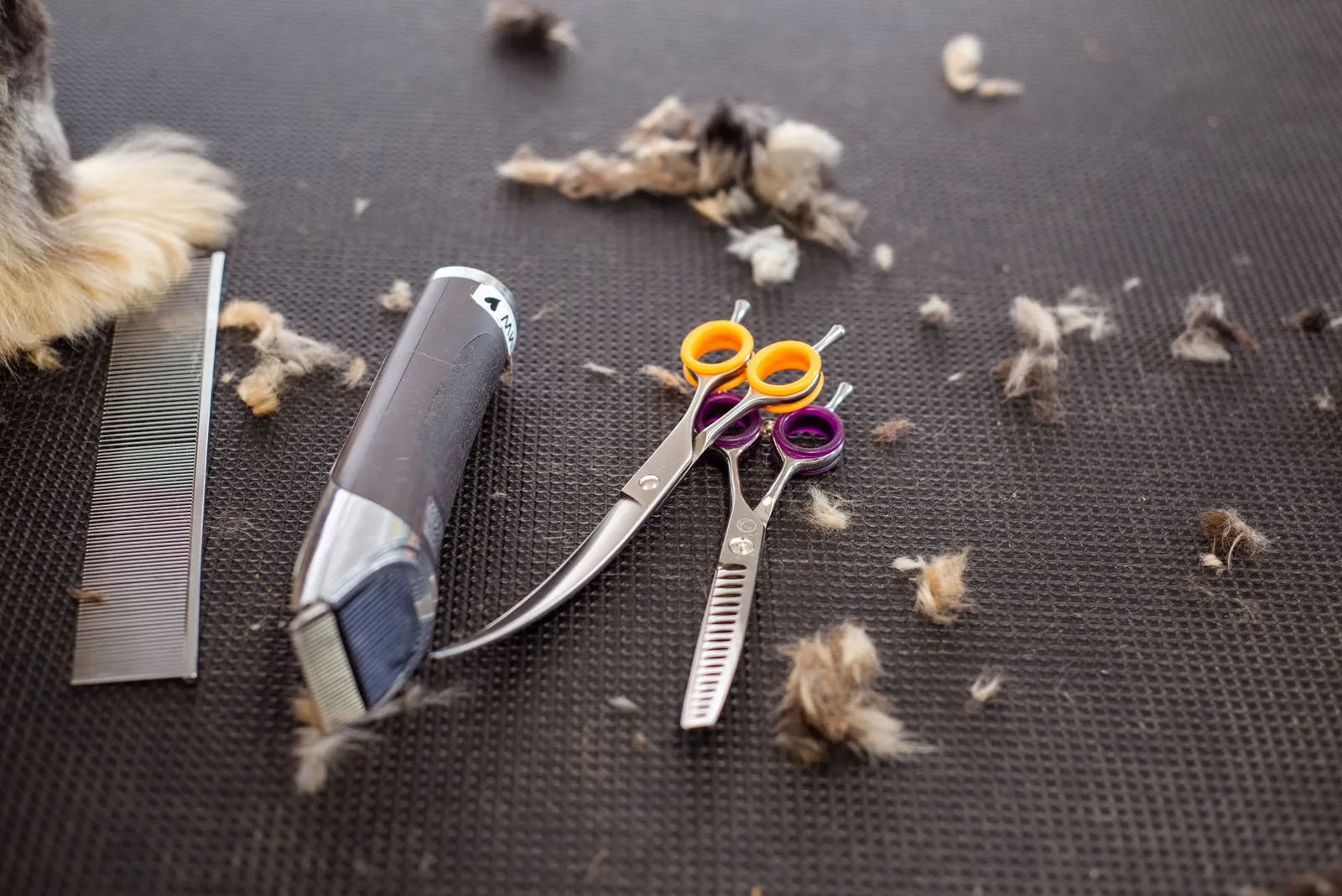 Dog grooming scissors and trimmer laid out on a table