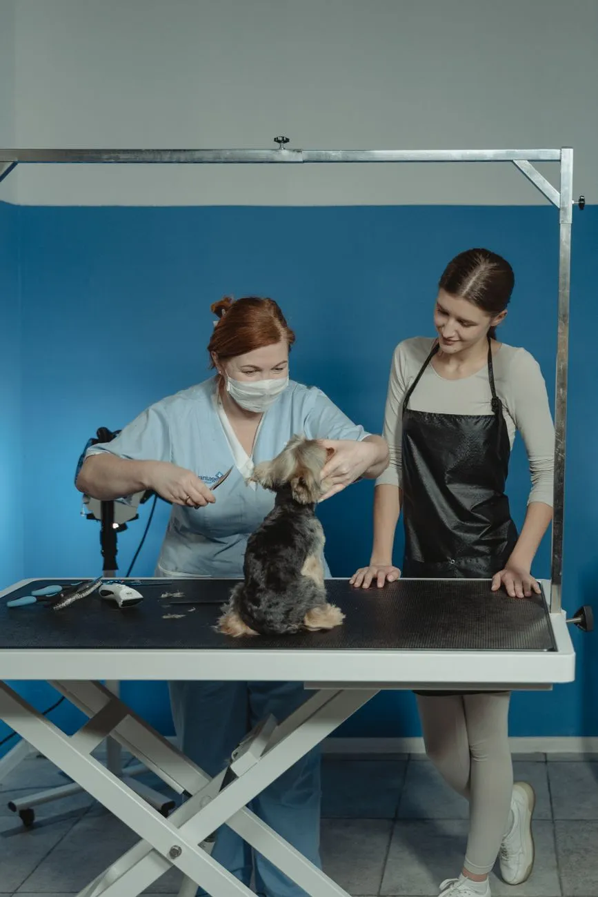 Professional groomer trimming a small dog at home