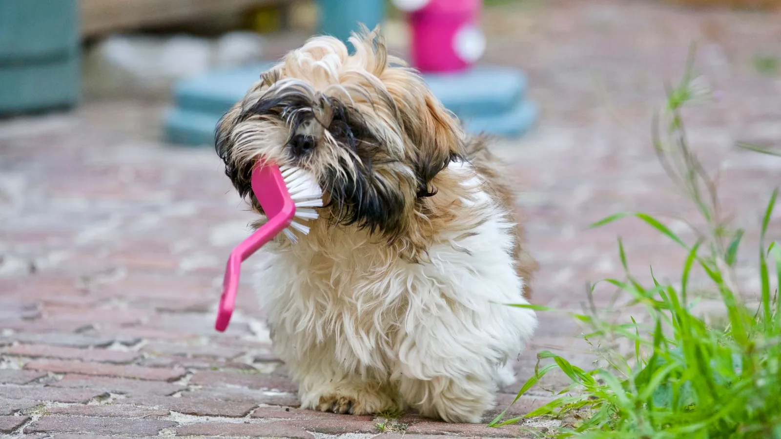 Shih Tzu with a long coat that needs regular brushing