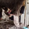 Dog Grooming: Services, Costs and Home Care in India