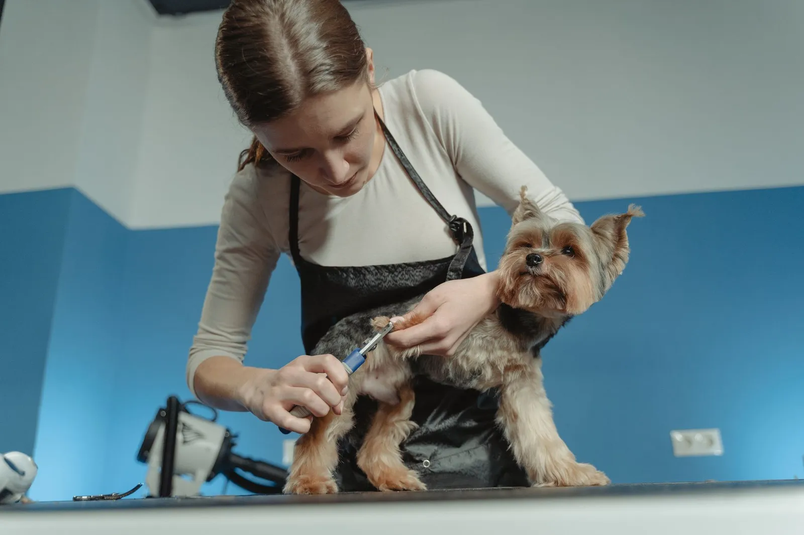 Groomer trimming a small dog's nails during a session