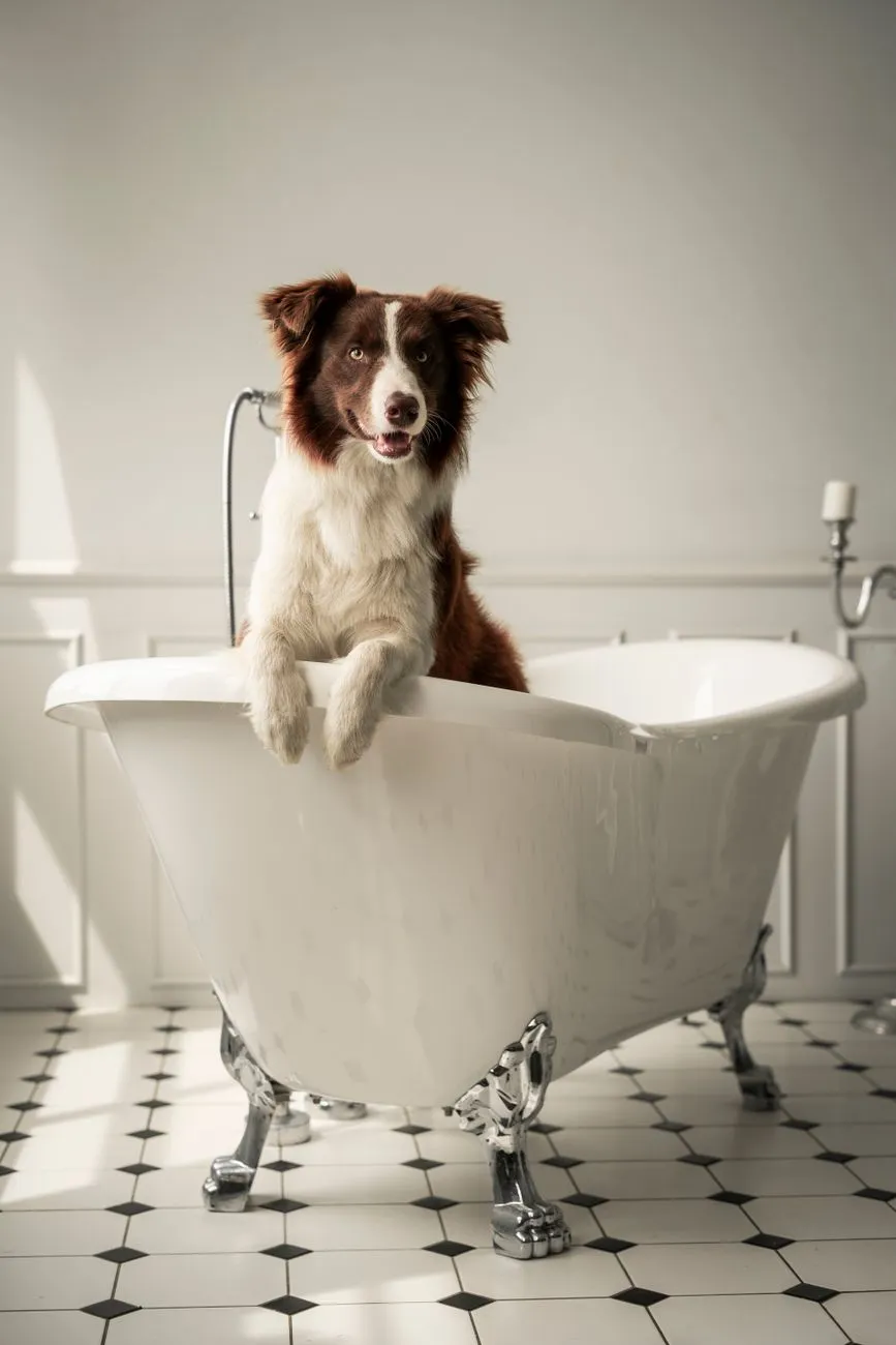 Dog being groomed at home in a bathroom setting