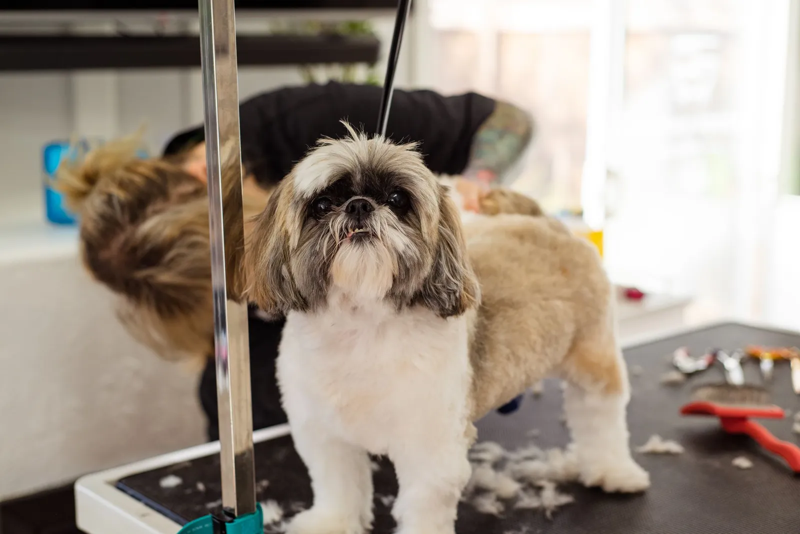 Shih Tzu receiving a professional grooming session
