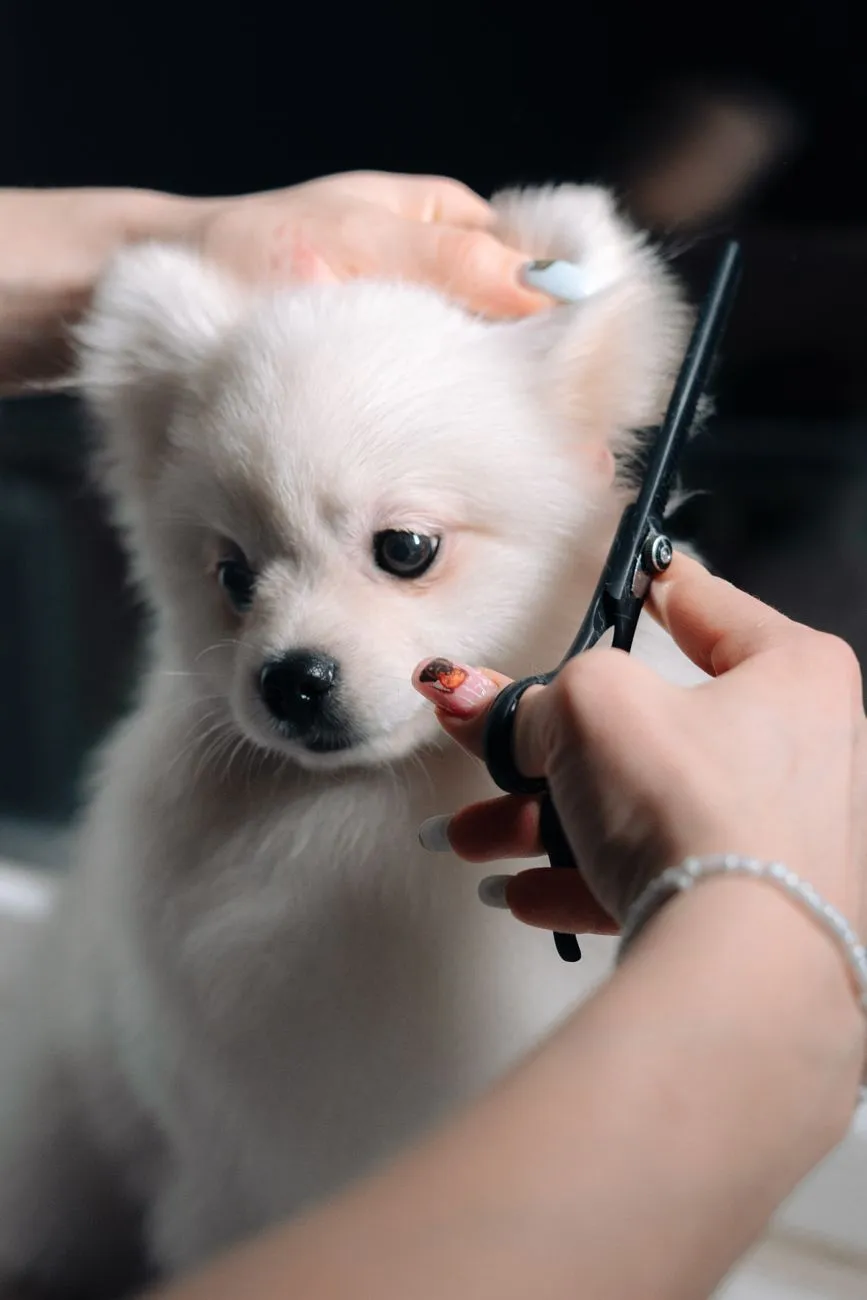 White puppy getting a neat haircut on a grooming table