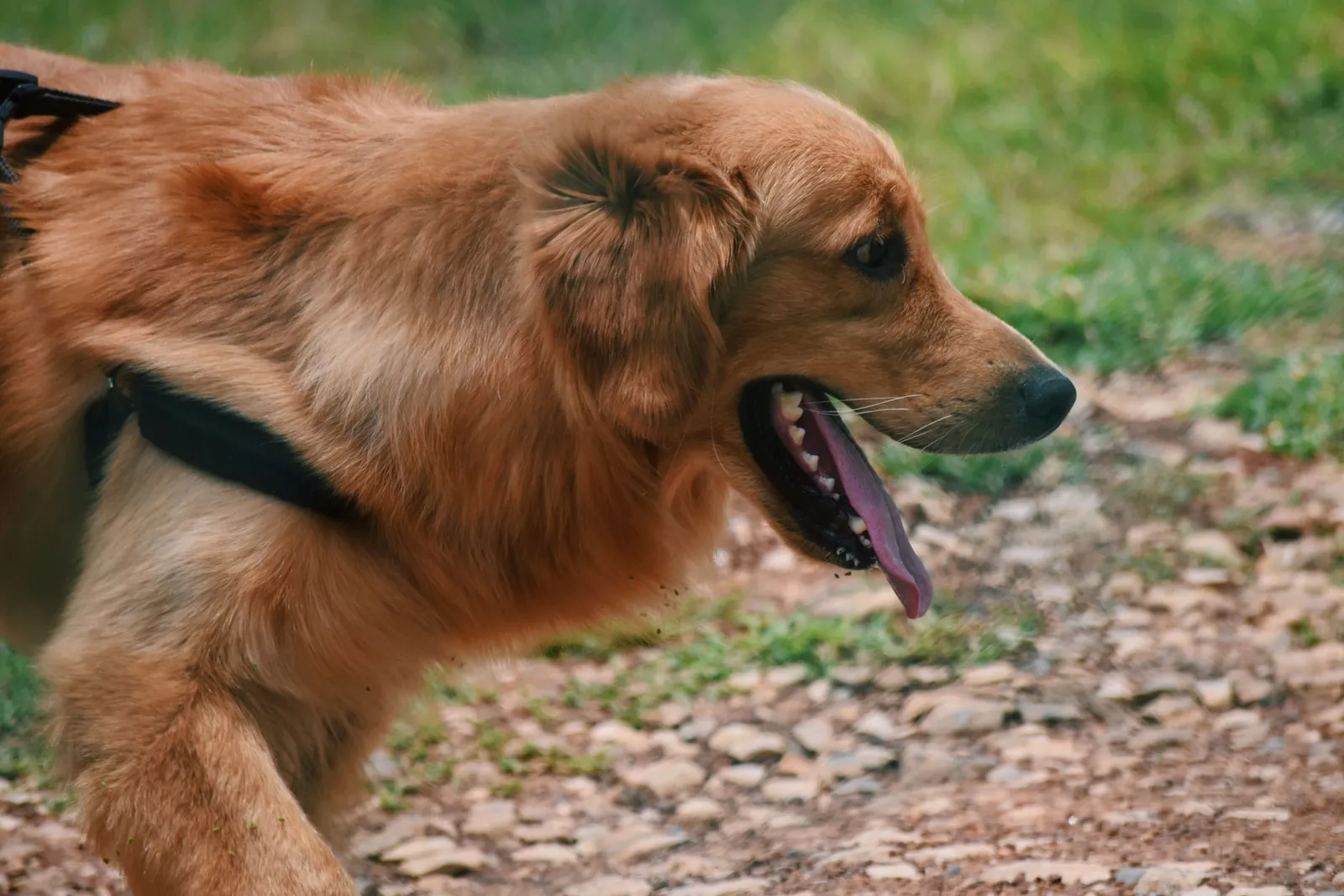 Golden Retriever panting on a warm outdoor walk