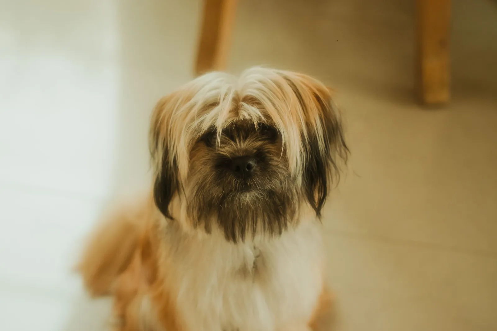 Shaggy long-coated dog sitting indoors after grooming