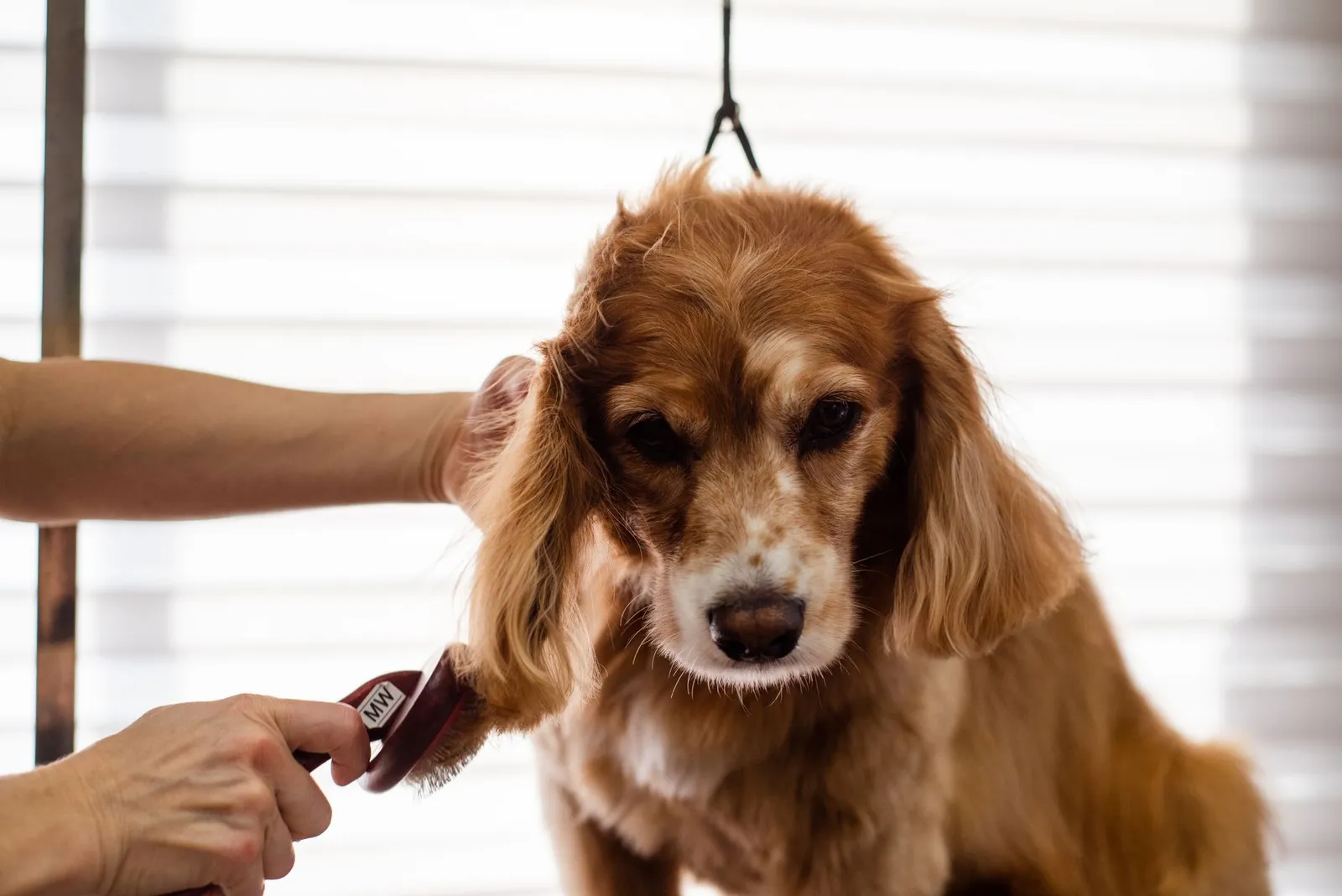 Groomer brushing a spaniel coat before deciding on a trim length