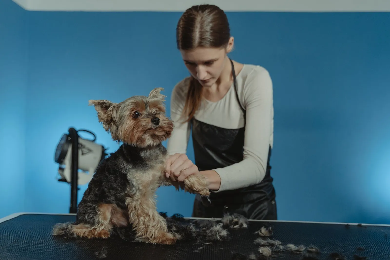 Groomer using clippers on a small dog in a bright studio