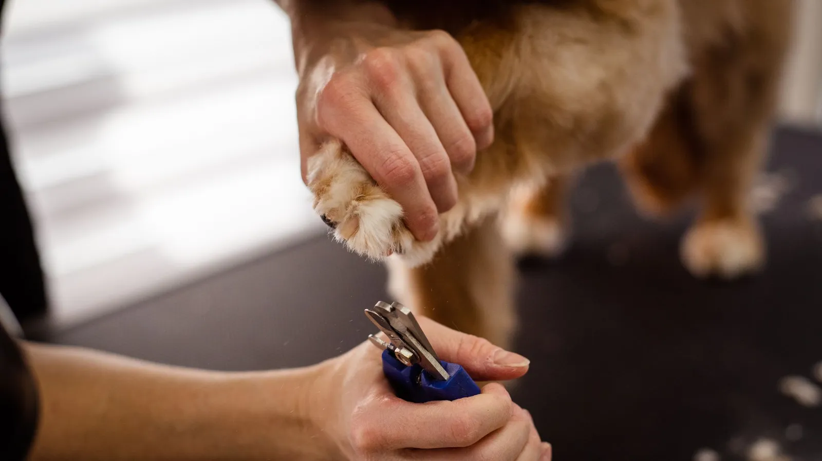 Close-up of careful paw and pad trimming with rounded scissors