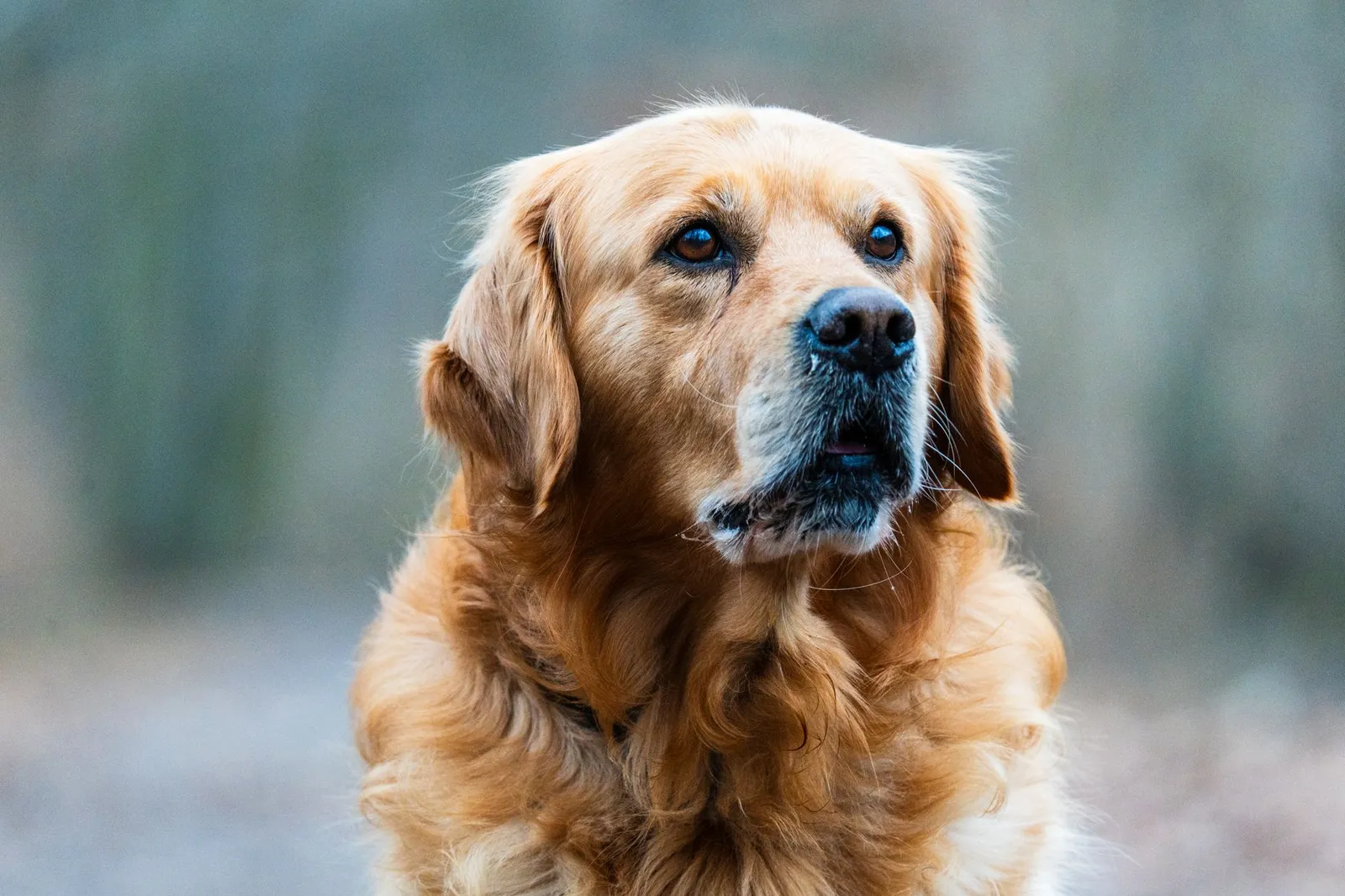 Golden Retriever with a full double coat outdoors