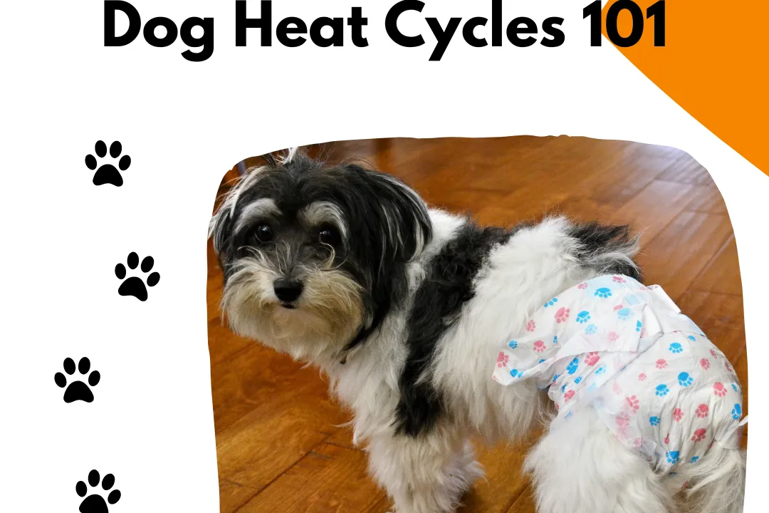 Dog Heat Cycles : Everything You Need To Know