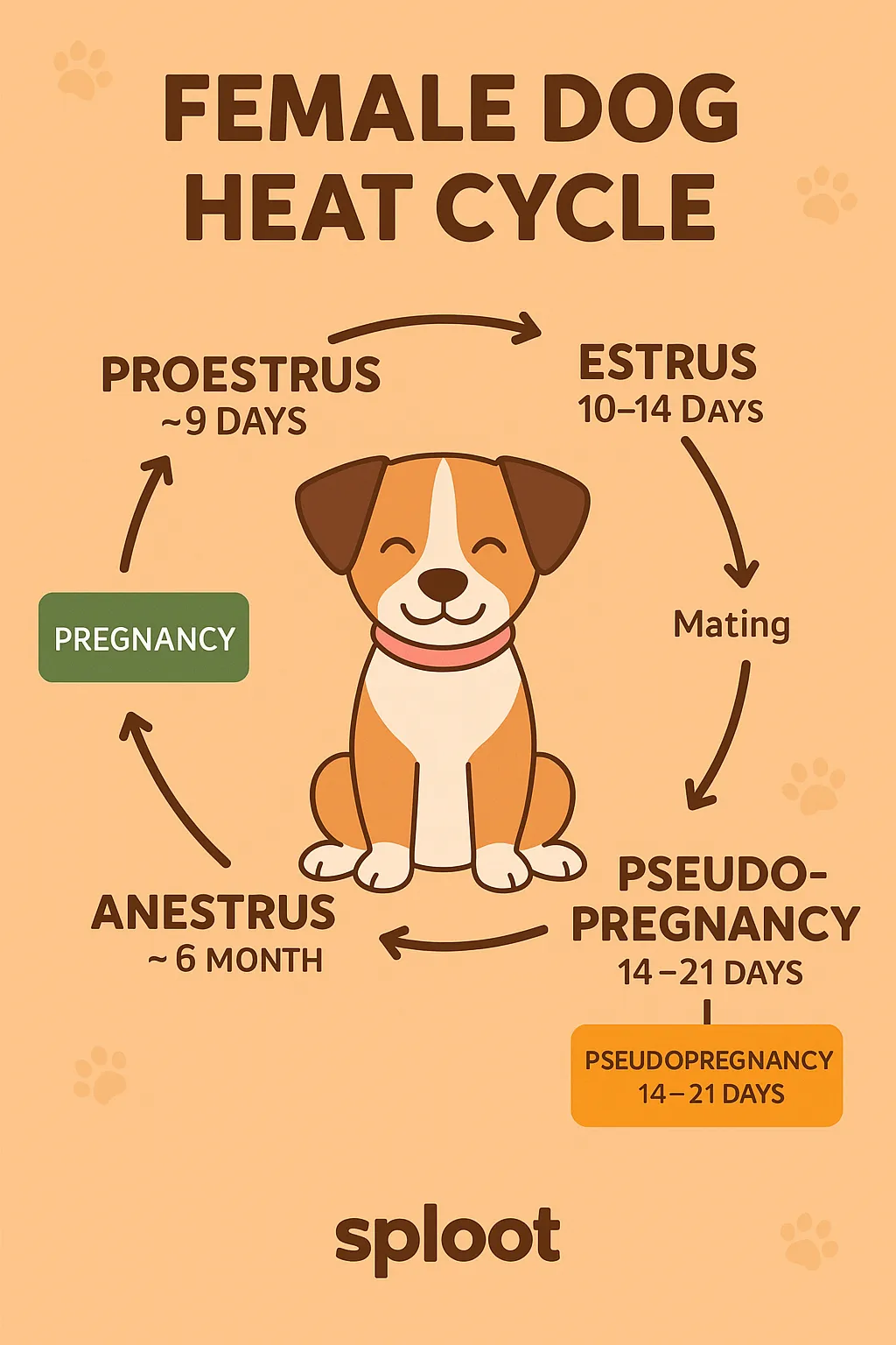 Infographic showing the female dog heat cycle stages: proestrus, estrus, pseudo-pregnancy, anestrus