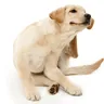 How to Relieve Dog Itching After Grooming?