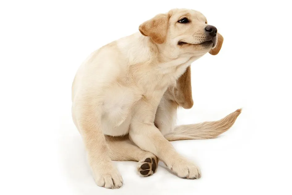 How to Relieve Dog Itching After Grooming?