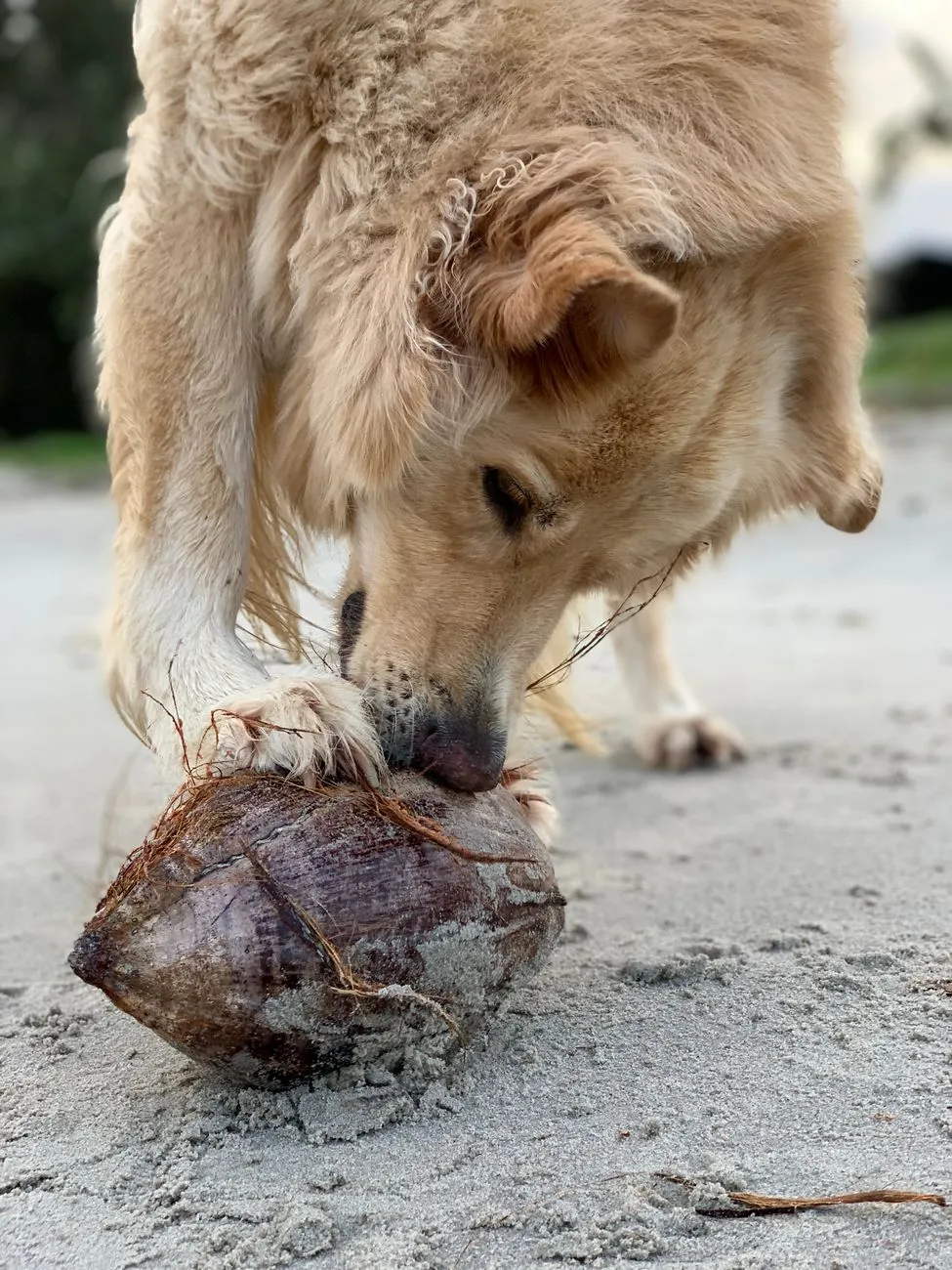 Thin coconut oil dabbed on a dry dog paw pad