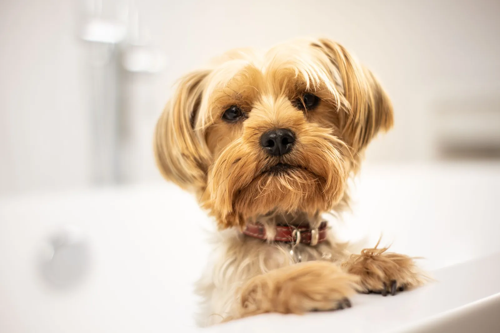 Dog standing in a shallow bath for a cool oatmeal rinse