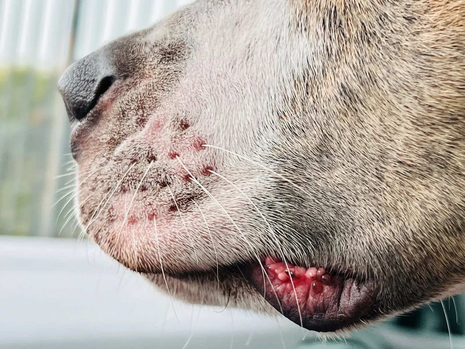 Close look at red irritated dog skin that needs a vet