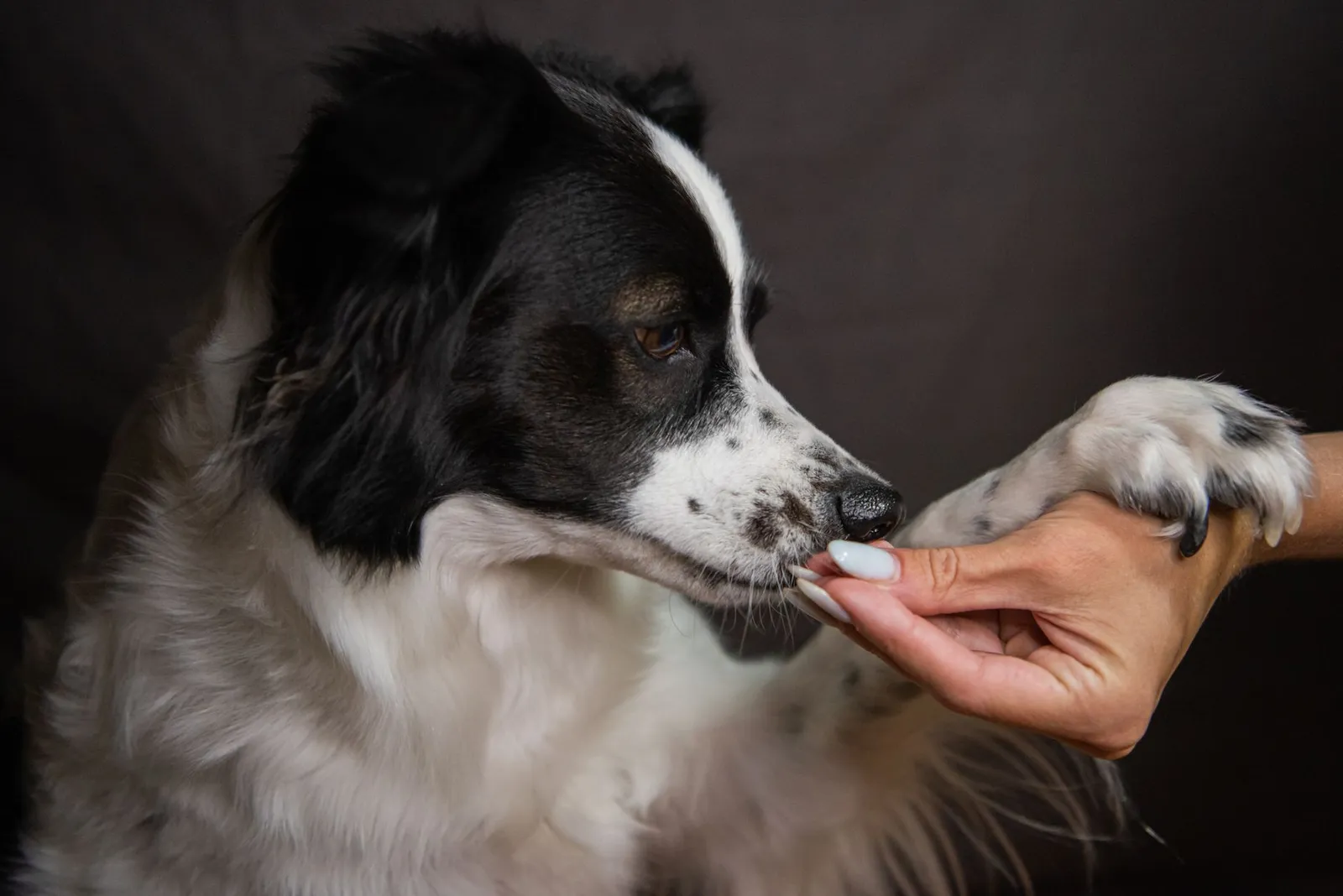 Dog parent gently holding a dog paw during a calm handling session