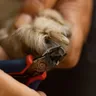 Dog Nail Cutting at Home: Safe Trim Guide for India